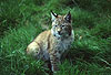Europischer Luchs / Lynx/ Lynx lynx