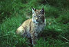 Europäischer Luchs / Lynx/ Lynx lynx