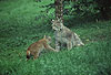 Eurasischer Luchs / Lynx/ Lynx lynx