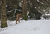 Luchs im Schnee / Lynx, snow / Lynx lynx