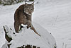 Luchs im Schnee / Lynx, snow / Lynx lynx