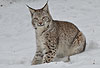 Luchs im Schnee / Lynx, snow / Lynx lynx