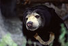 Malaienbär / Malayan sun bear