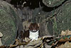 Mauswiesel, Kleines Wiesel / Weasel