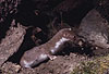 Mauswiesel, Kleines Wiesel / Weasel