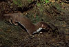 Mauswiesel, Kleines Wiesel / Weasel