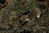 Mauswiesel, Kleines Wiesel / Weasel