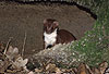 Mauswiesel, Kleines Wiesel / Weasel