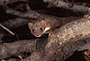 Mauswiesel, Kleines Wiesel / Weasel