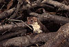 Mauswiesel, Kleines Wiesel / Weasel
