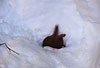 Mauswiesel im Schnee / Weasel in the snow