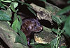 Amerikanischer Nerz, Mink / American mink