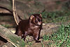 Amerikanischer Nerz, Mink / American mink