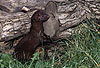 Amerikanischer Nerz, Mink / American mink