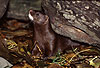 Amerikanischer Nerz, Mink / American mink