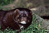 Amerikanischer Nerz, Mink (Rde)/ American mink (male)