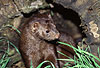 Amerikanischer Nerz, Mink / American mink