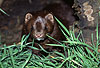 Amerikanischer Nerz, Mink / American mink