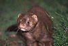 Amerikanischer Nerz, Mink / American mink