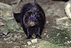Amerikanischer Nerz, Mink / American mink