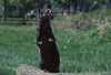 Amerikanischer Nerz, Mink macht Mnnchen/ American mink, standing upright