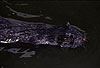 Amerikanischer Nerz, Mink, schwimmend / American mink, swimming