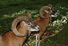 Mufflon, Wildschaf, Muffelwild / Mouflon