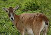 Mufflon, Wildschaf, Muffelwild / Mouflon
