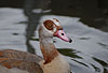 Nilgans / Egyptian goose / Alopochen aegyptiacus
