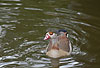 Nilgans / Egyptian goose / Alopochen aegyptiacus