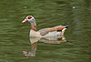 Nilgans / Egyptian goose / Alopochen aegyptiacus