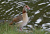 Nilgans / Egyptian goose / Alopochen aegyptiacus