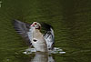 Nilgans, Flgel schlagend / Egyptian goose / Alopochen aegyptiacus