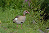 Nilgans auf Wiese / Egyptian goose / Alopochen aegyptiacus