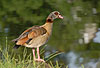 Nilgans am Fluss-Ufer / Egyptian goose, river-bank / Alopochen aegyptiacus