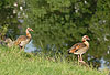 Nilgnse am Fluss-Ufer / Egyptian geese, river-bank / Alopochen aegyptiacus