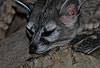 Nordamerikanisches Katzenfrett / Ringtail, Civet cat / Bassariscus astutus