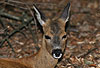 Reh / Roe deer / Capreolus capreolus