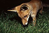 Rotfuchs, junger Rde / Red fox, young male / Vulpes vulpes