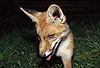 Rotfuchs, junger Rüde / Red fox, young male / Vulpes vulpes