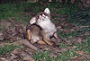 Rotfuchs, junger Rde kratzt sich / Red fox, young male, scratching / Vulpes vulpes