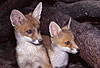 Rotfuchs, junger Rüde und junge Fähe / Red fox, young male and young female / Vulpes vulpes