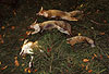 Rotfüchse, auf Treibjagd erlegt / Red foxes, killed by hunters / Vulpes vulpes