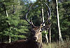 Rothirsch / Red deer