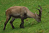 Steinbock / Ibex