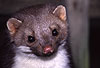 Steinmarder / Beech marten, Stone marten / Martes foina