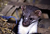 Steinmarder / Beech marten, Stone marten / Martes foina