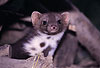 Steinmarder / Beech marten, Stone marten / Martes foina