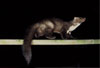 Steinmarder / Beech marten, Stone marten / Martes foina