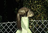 Steinmarder / Beech marten, Stone marten / Martes foina